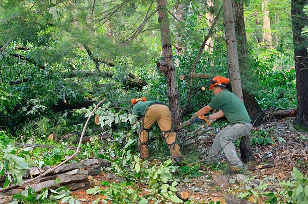 Best Stump Grinding and Removal  in Upper Exeter, PA